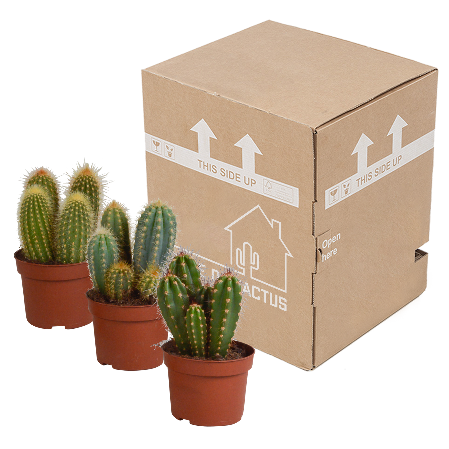 Cereus-Mischung 10,5 cm - 3x - zonder pot - Pflanzfix24.de - Pflanzfix24.de