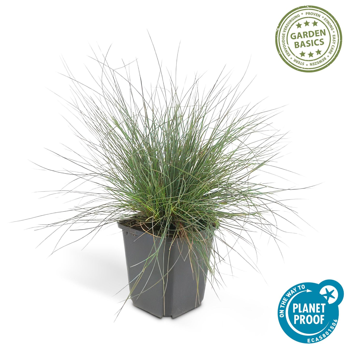 40x Festuca glauca 'Elijah Bleu' 10-25cm Ø9cm Ziergras | Pflanzfix24