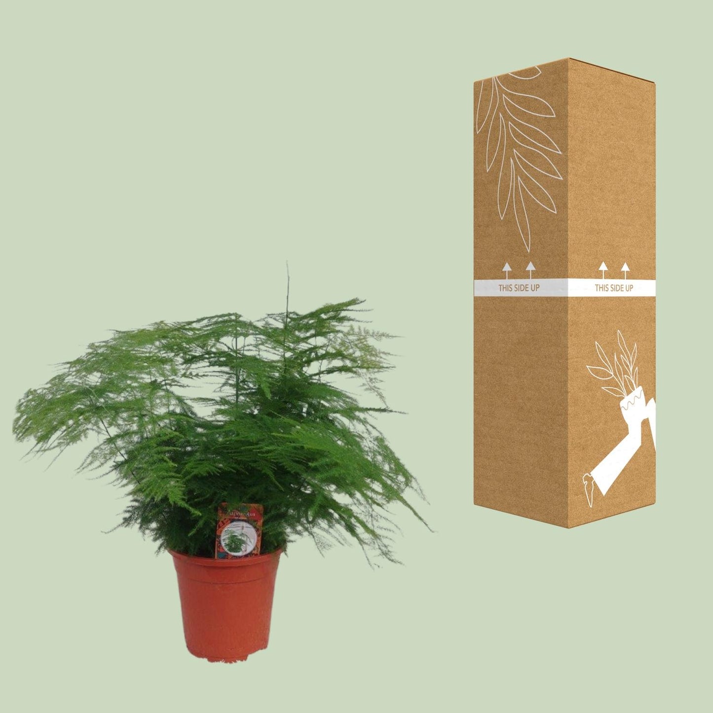 Asparagus Setaceus - Ø17cm - ↕45cm - Pflanzfix24
