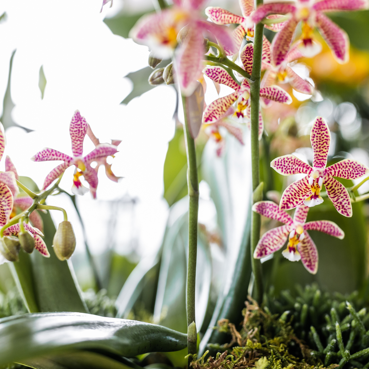 Spider Phalaenopsis Orchidee Orange Ø9cm | Pflanzfix24.de - Pflanzfix24.de