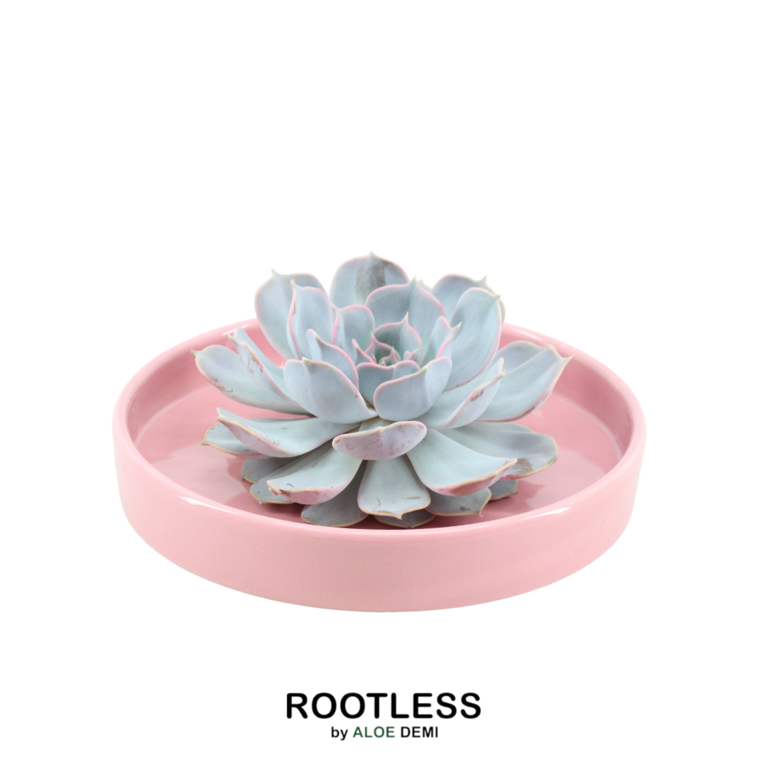 ROOTLESS Echeveria Lilacina in rosa Keramik | Pflanzfix24.de - Pflanzfix24.de