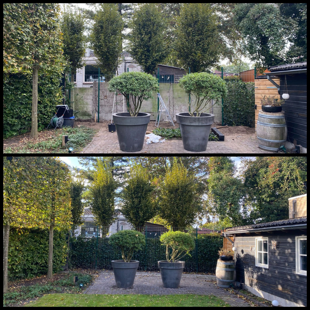 Hedera Hibernica Fertighecke - 150 cm - Pflanzfix24.de - Pflanzfix24.de