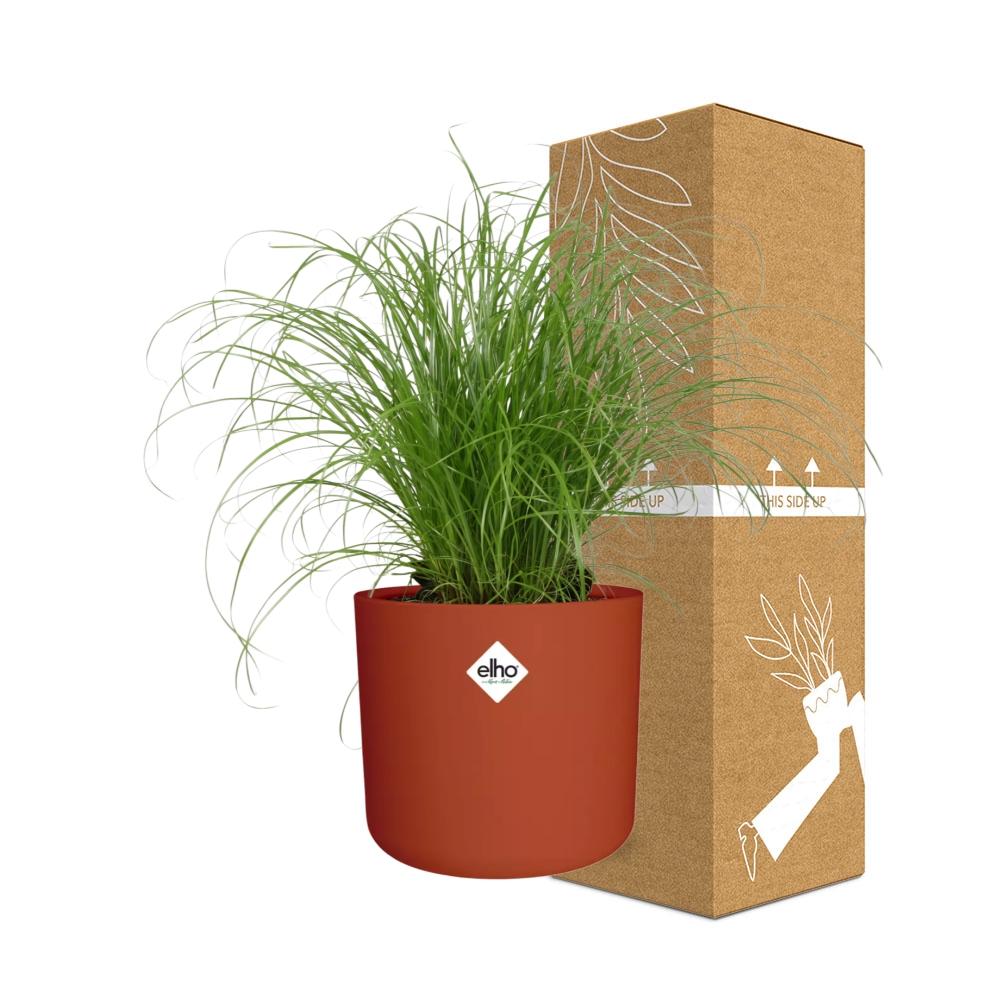 Cyperus Alternifolius Schirmgras Zimmerpflanze - ELHO b.for soft rund 14cm - brique - Pflanzfix24