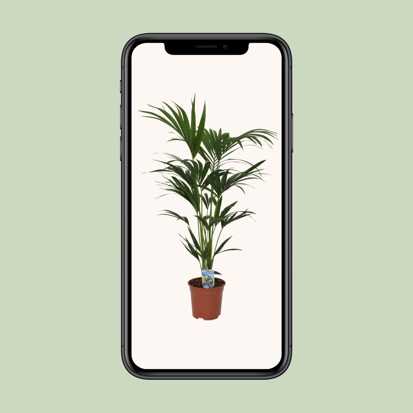 Howea Forsteriana - Ø21cm - ↕120cm - Pflanzfix24.de - Pflanzfix24.de