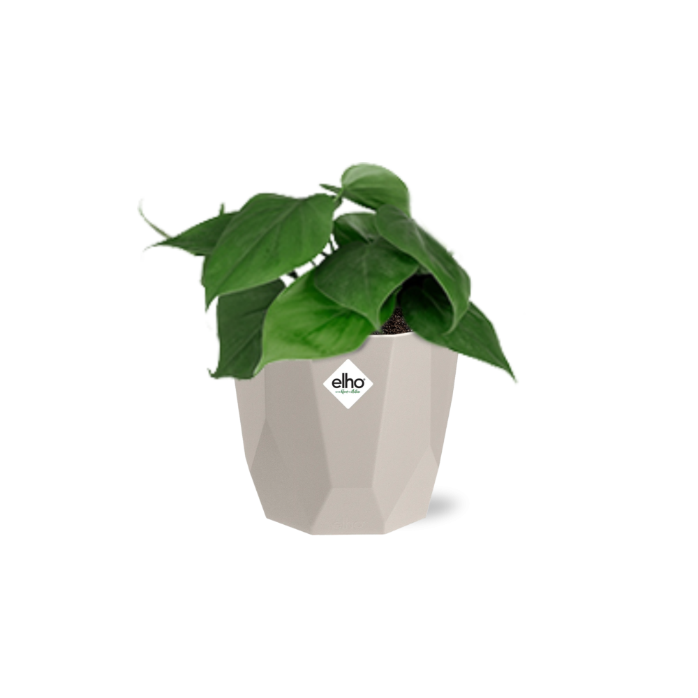 Philodendron Scandens in ELHO b.for rock 14 cm warm grey - Pflanzfix24