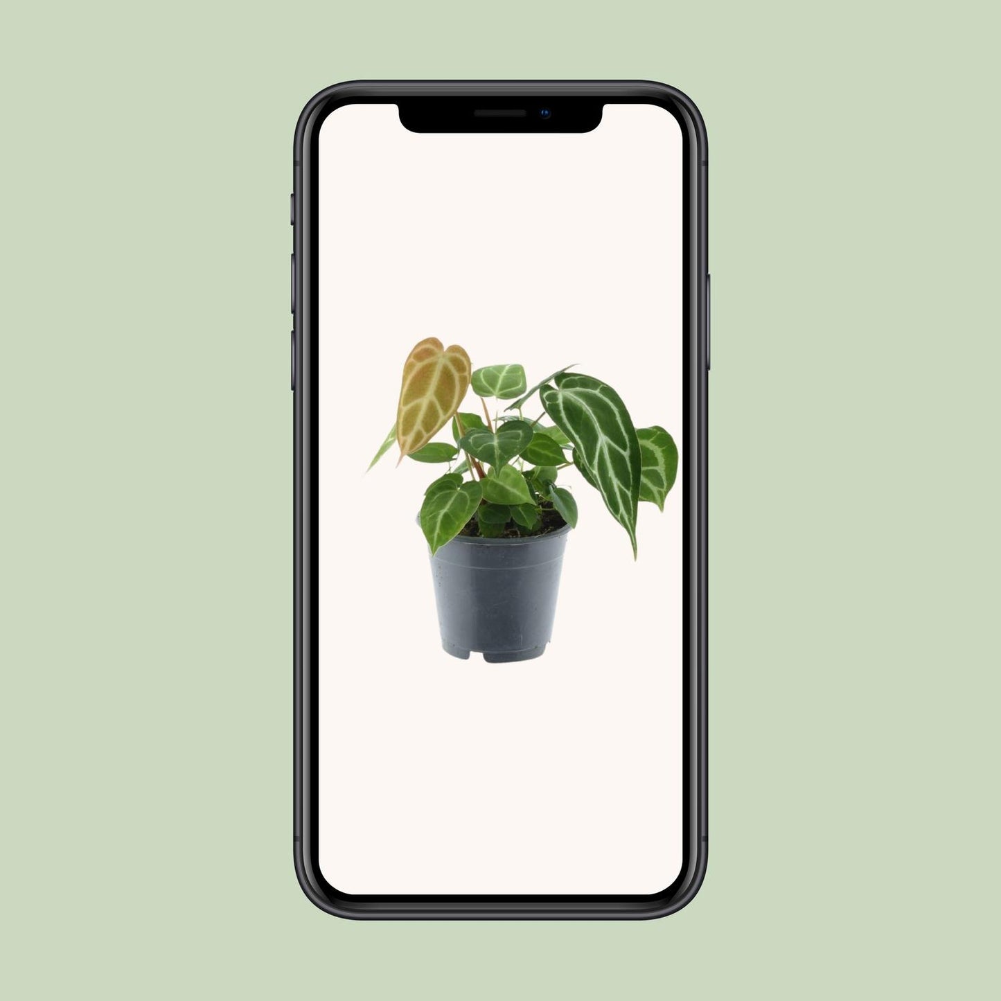 Anthurium Chrystallinum P12 - Ø12cm - ↕35cm bei Pflanzfix24