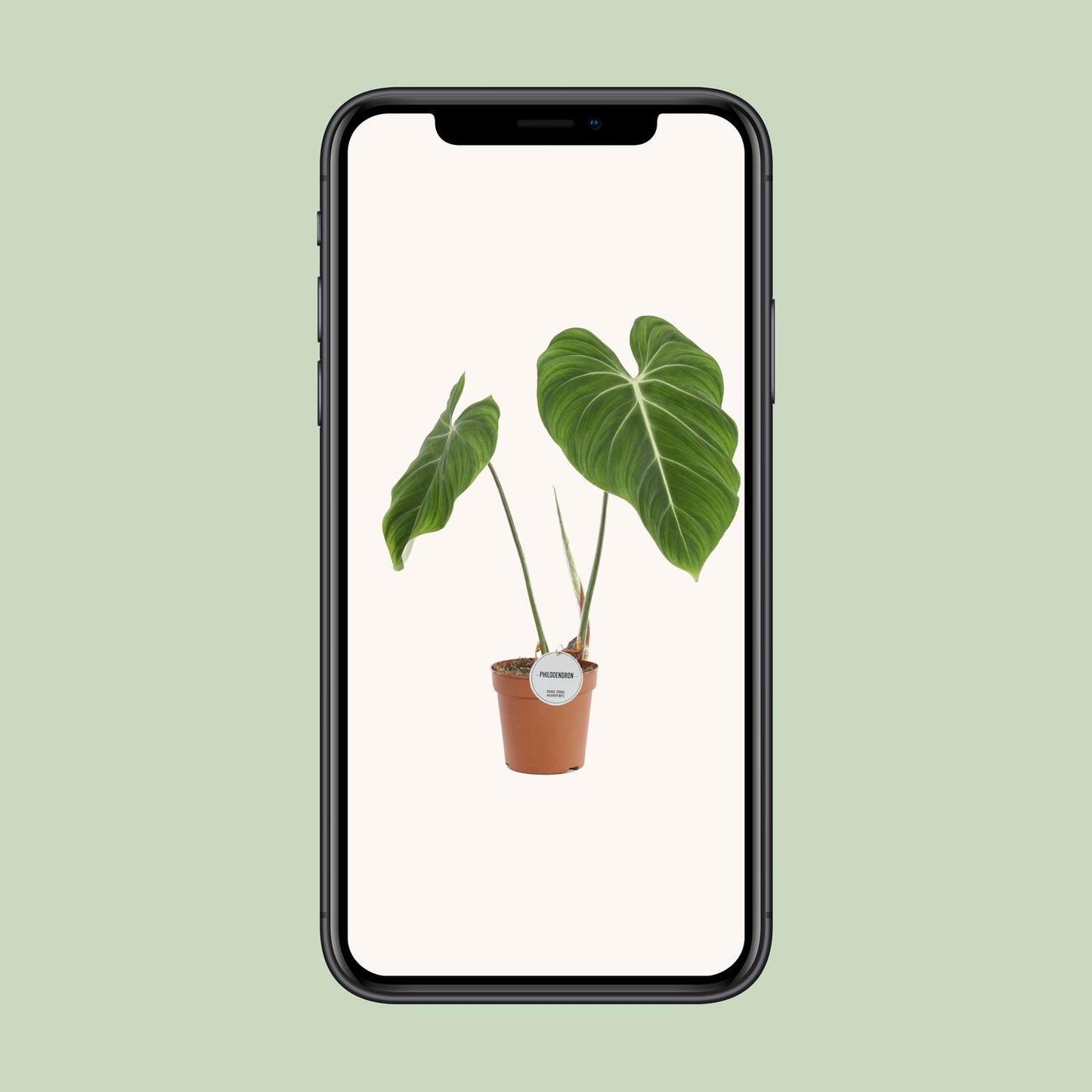 Philodendron Gloriosum – 60cm | Tropisches Laubwunder bei Pflanzfix24