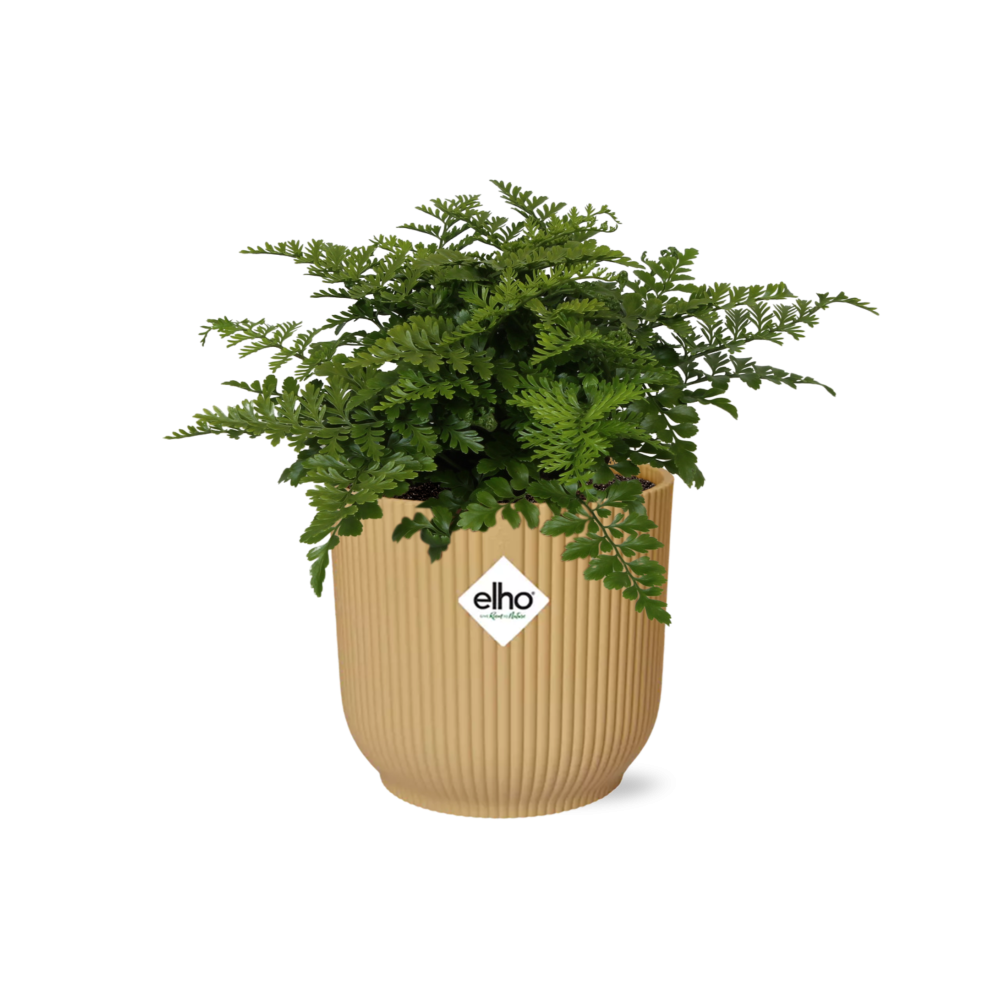 Asplenium Parvati ELHO Vibes Fold 14cm gelb – Luftreinigender Farn | Pflanzfix24