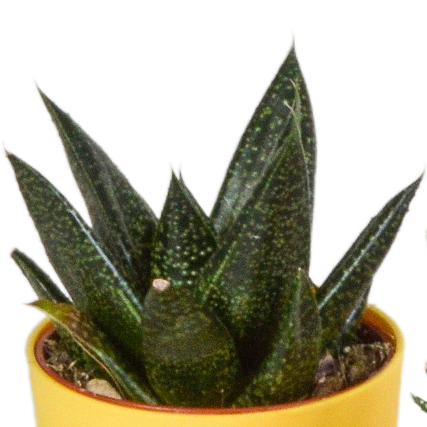 Gasteria/Haworthia-Mischung 5,5cm - 5x - in gekleurde plasticpot - Pflanzfix24.de - Pflanzfix24.de