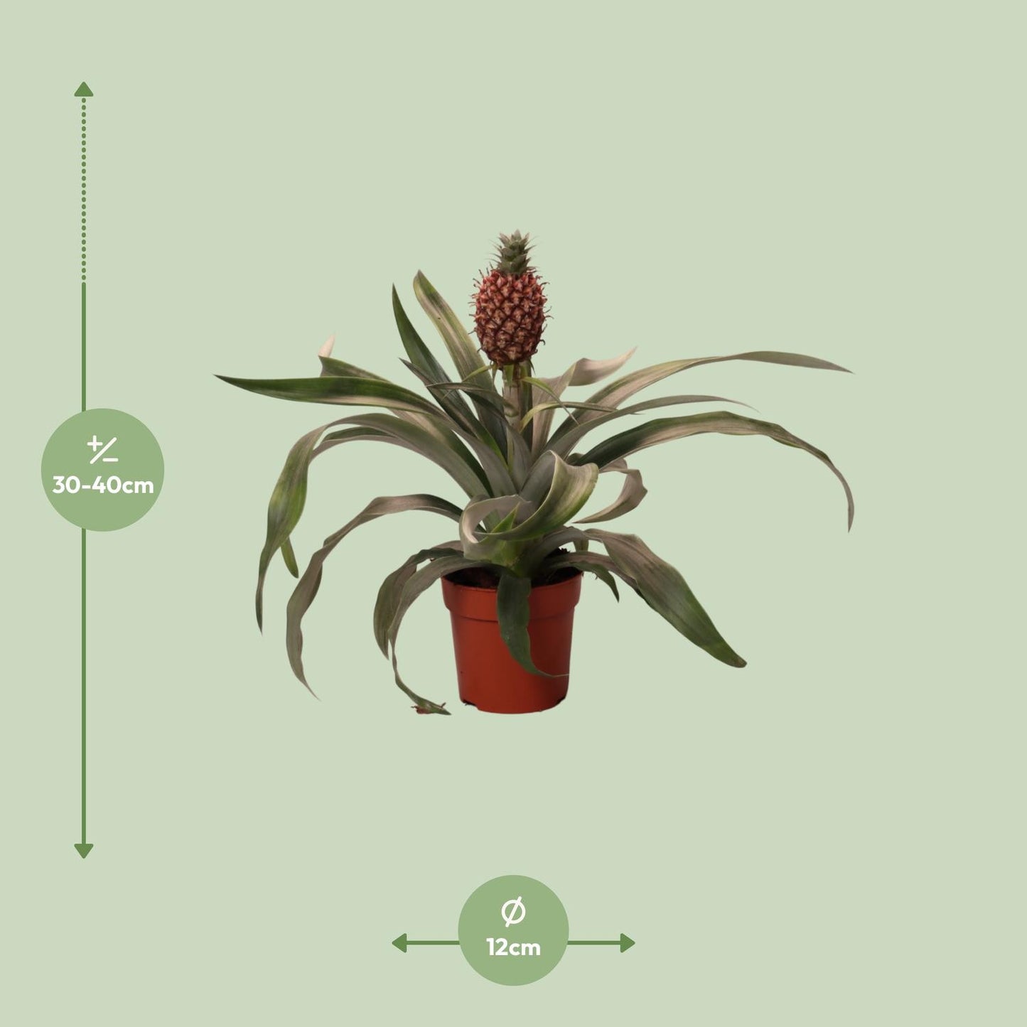 Ananas Rosita - Ø12cm - ↕35cm - Pflanzfix24