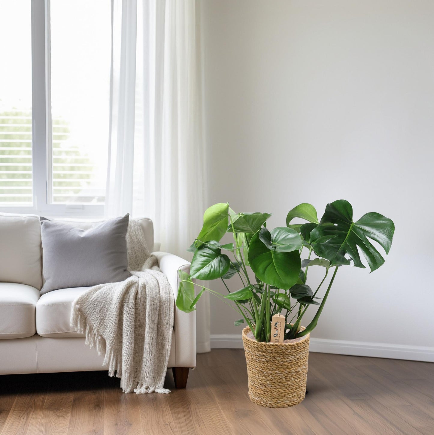 Monstera In Natural Basket - Ø21cm - ↕60cm - Pflanzfix24
