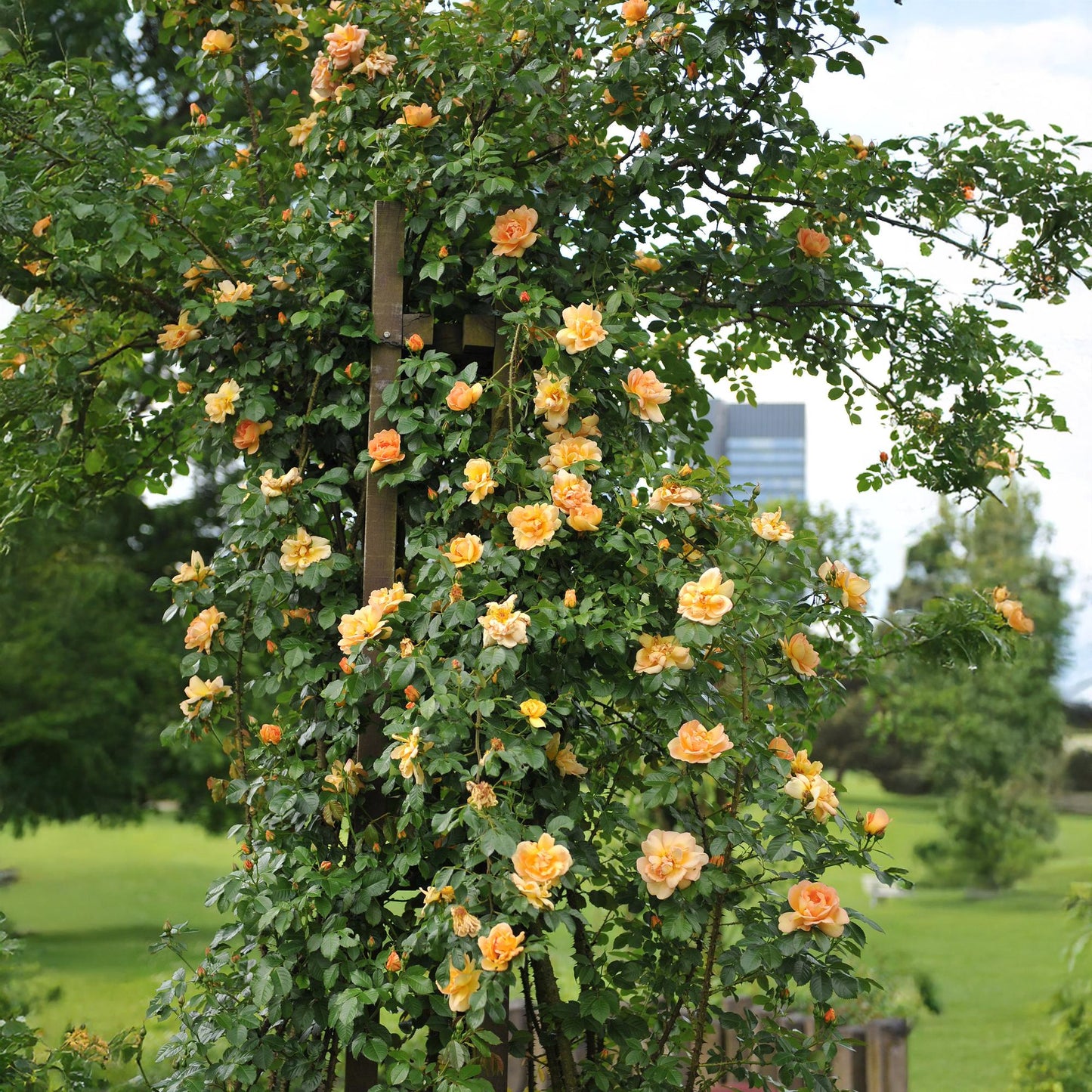 GreenboutiQ - Kletterrose - Rosa Orange Climber - 2 Pflanzen - Pflanzfix24.de - Pflanzfix24.de
