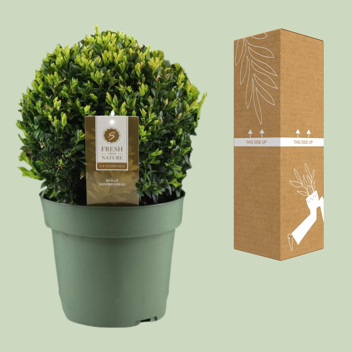 Buxus Semp. Ball Ø25cm P21 - Pflanzfix24