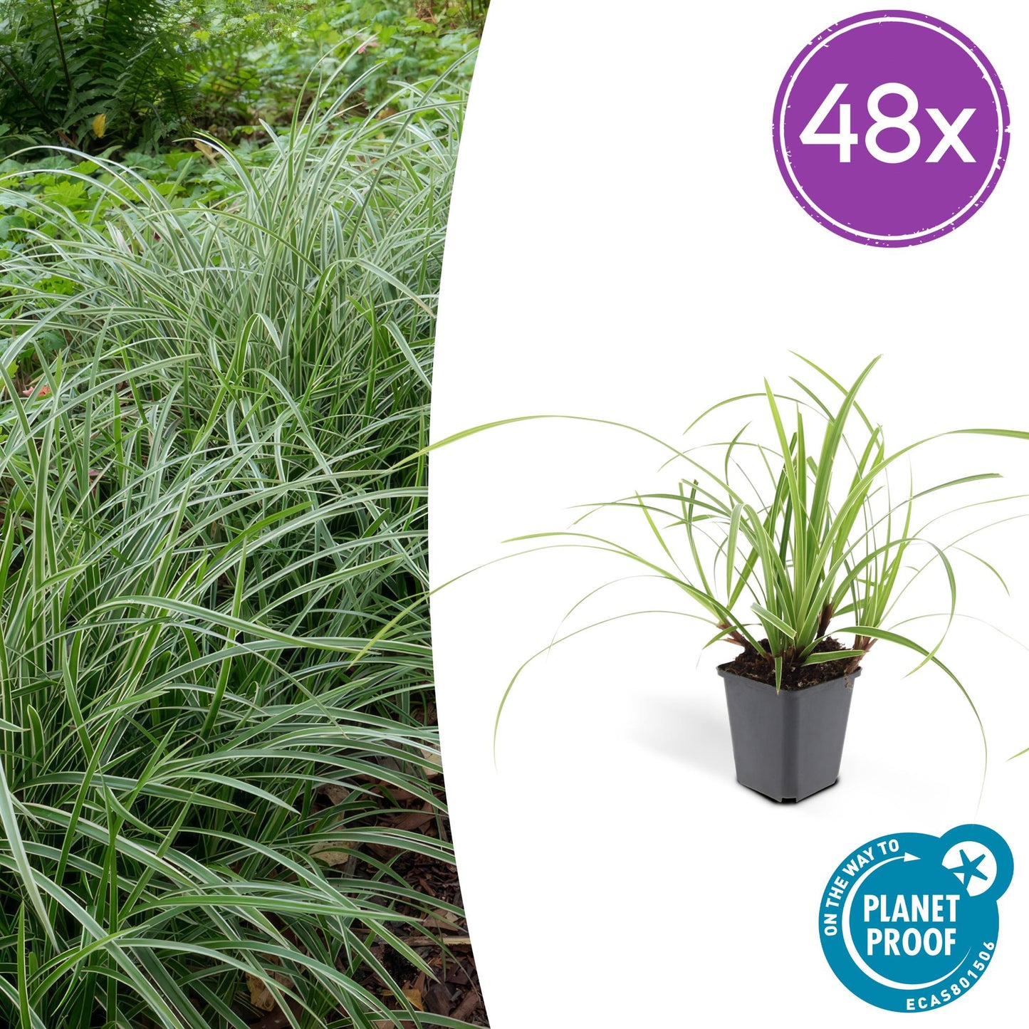 48x Carex morrowii 'Ice Dance' - ↕10-25cm - Ø9cm - Pflanzfix24