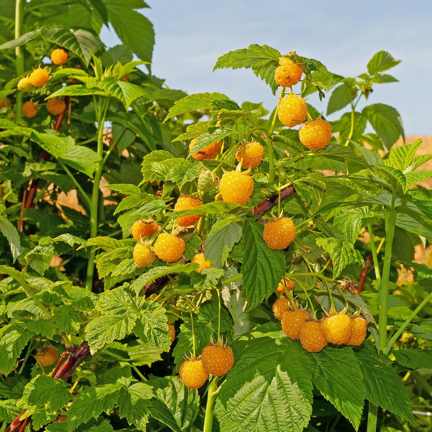 Pflanzfix24 - Himbeerpflanze - Rubus idaeus Fallgold - 2 Pflanzen