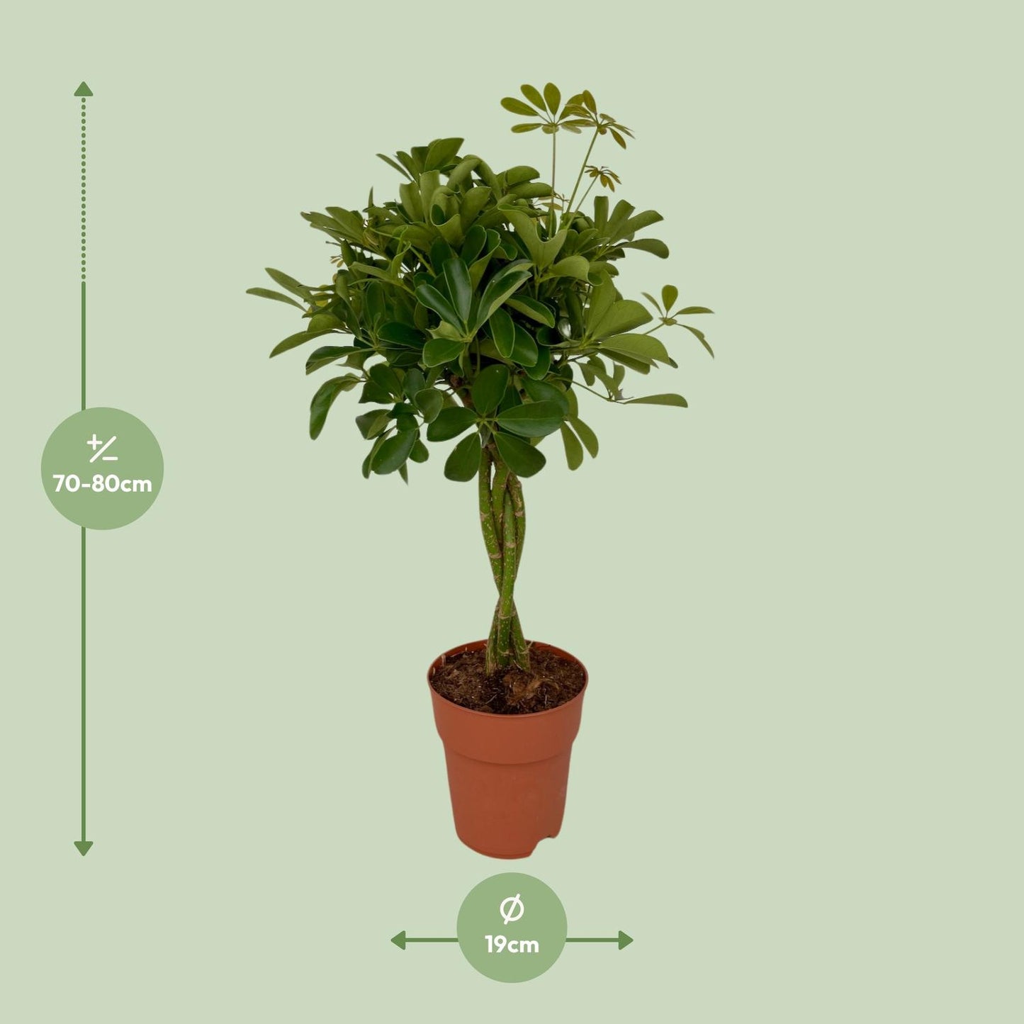 Schefflera Compacta Ø19cm, 80cm | Pflegeleichter Schirmbaum | Pflanzfix24.de - Pflanzfix24.de
