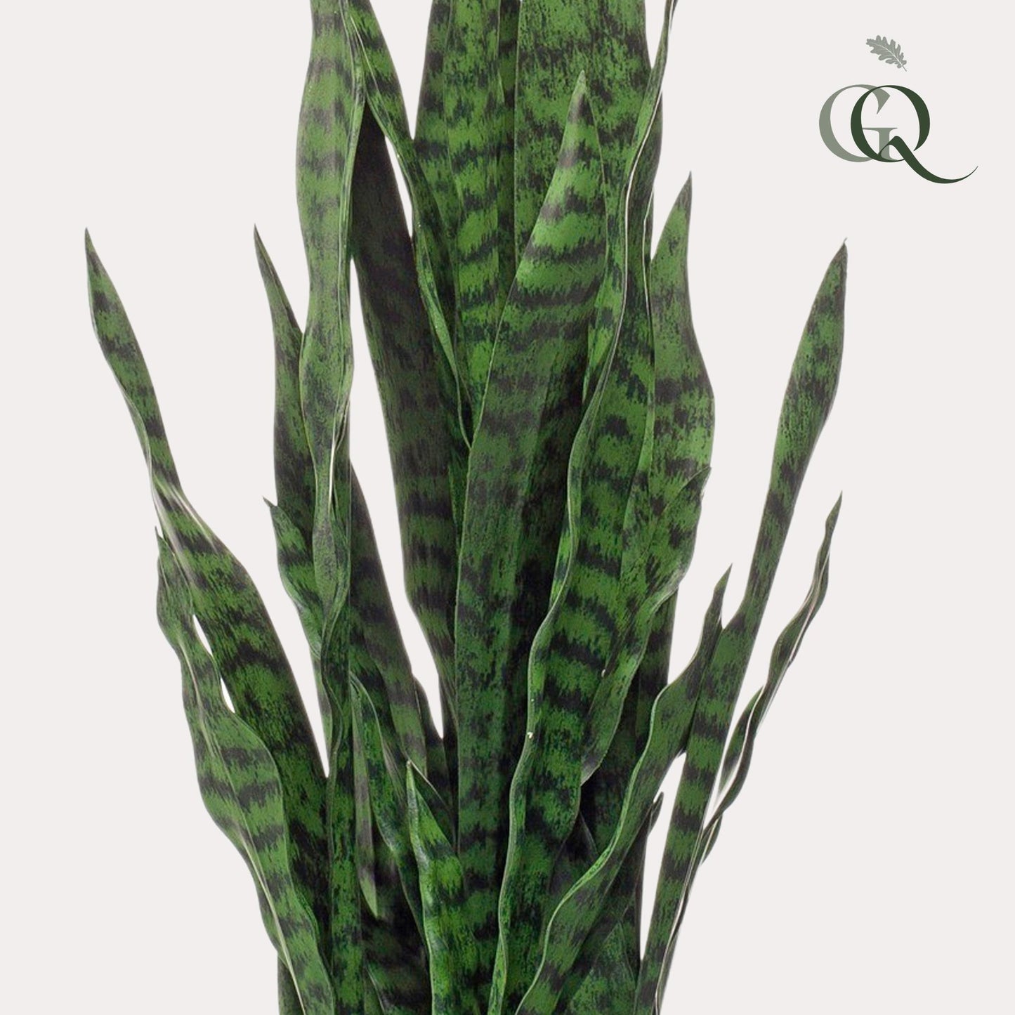Kunst-Sansevieria Black Coral 97 cm – Frauenzunge | Pflanzfix24.de - Pflanzfix24.de