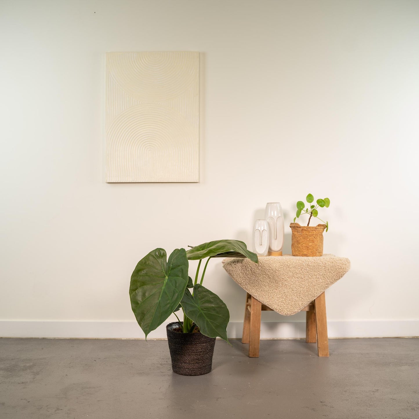 Alocasia Wentii - Ø19cm - ↕65cm + Korb Igmar - Pflanzfix24