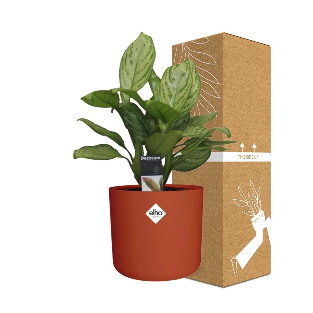 Aglaonema Christina in ELHO b.for soft rond 14cm brique - Pflanzfix24
