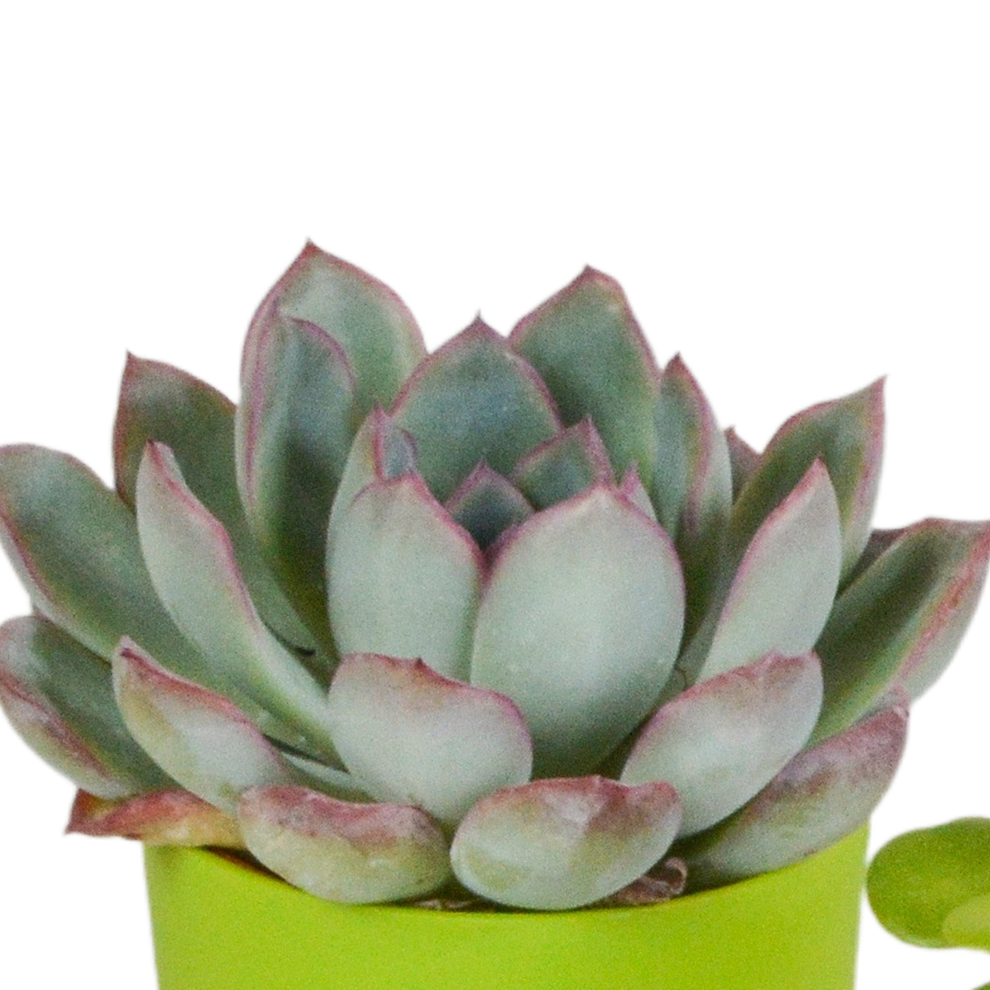 Vetplanten-Mischung 5x Sukkulenten 5,5 cm bunter Kunststofftopf | Pflanzfix24.de - Pflanzfix24.de