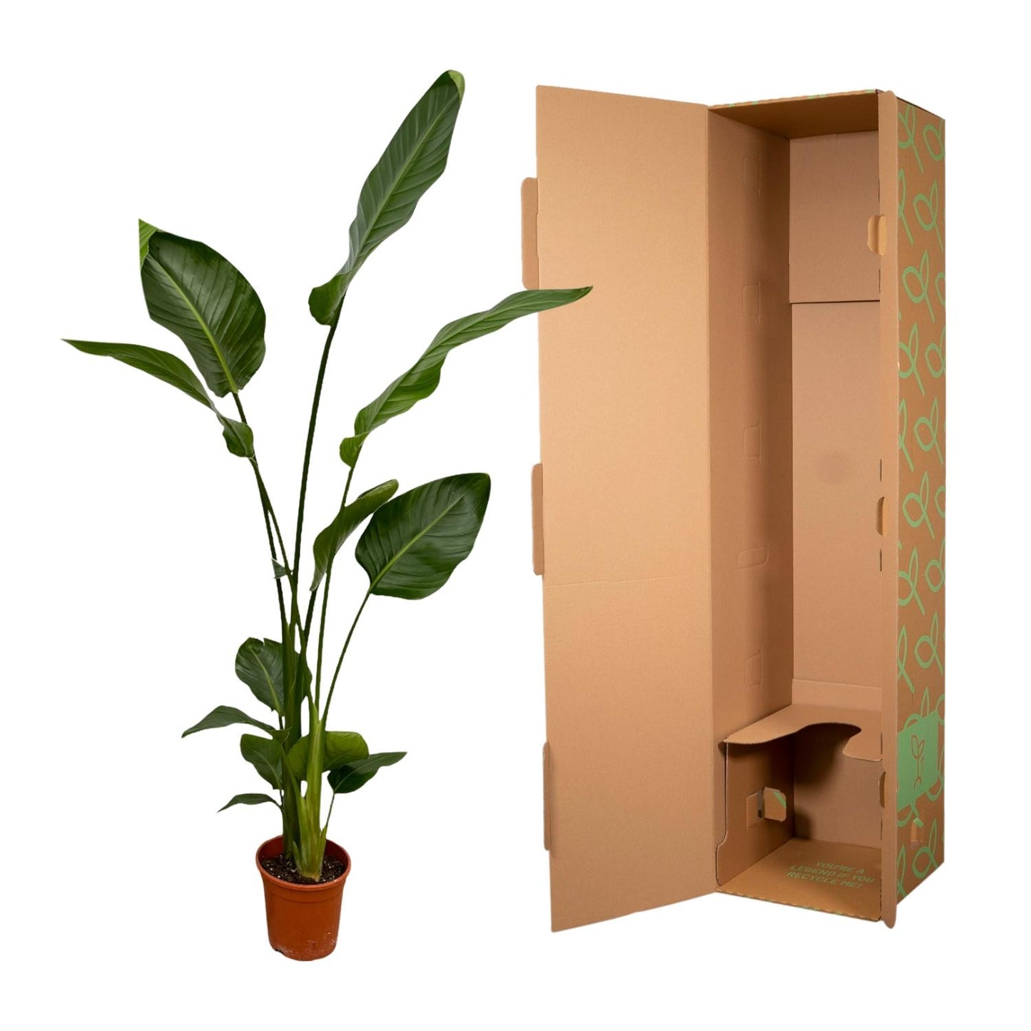 2x Strelitzia Nicolai - 130 cm - Ø17 bei Pflanzfix24.de - Pflanzfix24.de