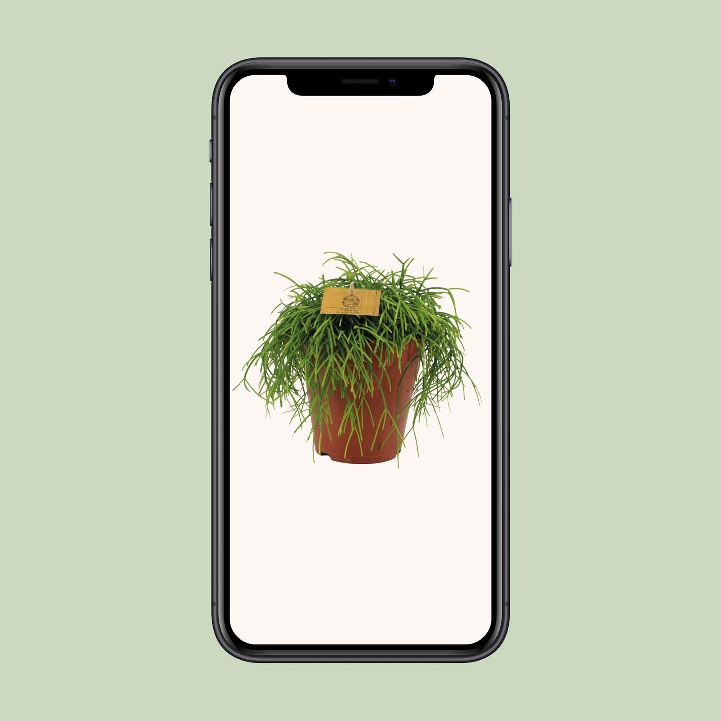 Rhipsalis Cashero - Zimmerpflanze - pflanzfix24