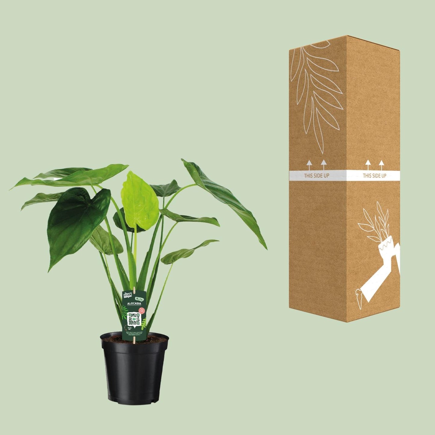 Alocasia Cucullata - Elefantenohr - Ø19cm - ↕55cm bei Pflanzfix24.de - Pflanzfix24.de