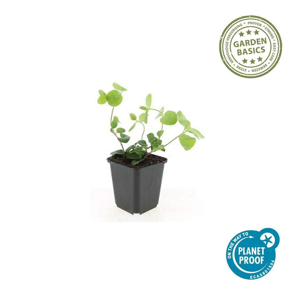 12x Vinca major – Robust & immergrün | Pflanzfix24.de - Pflanzfix24.de