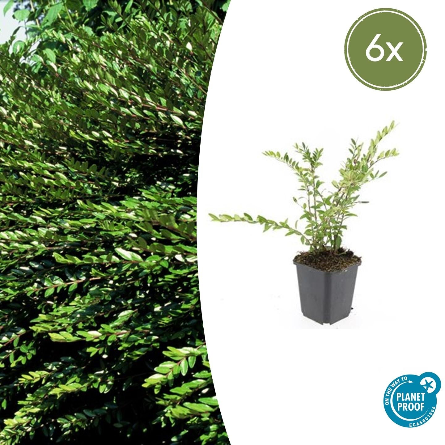 6x Lonicera pileata - Zwerg-Geißblatt - Pflanzfix24.de - Pflanzfix24.de