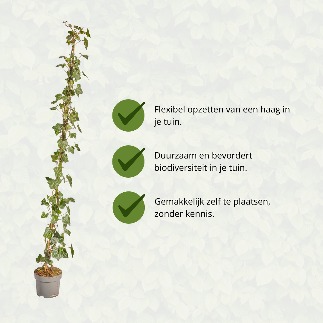 Hedera Hibernica - Efeu - gestäbt - ↨125 - 150 cm - Pflanzfix24.de - Pflanzfix24.de