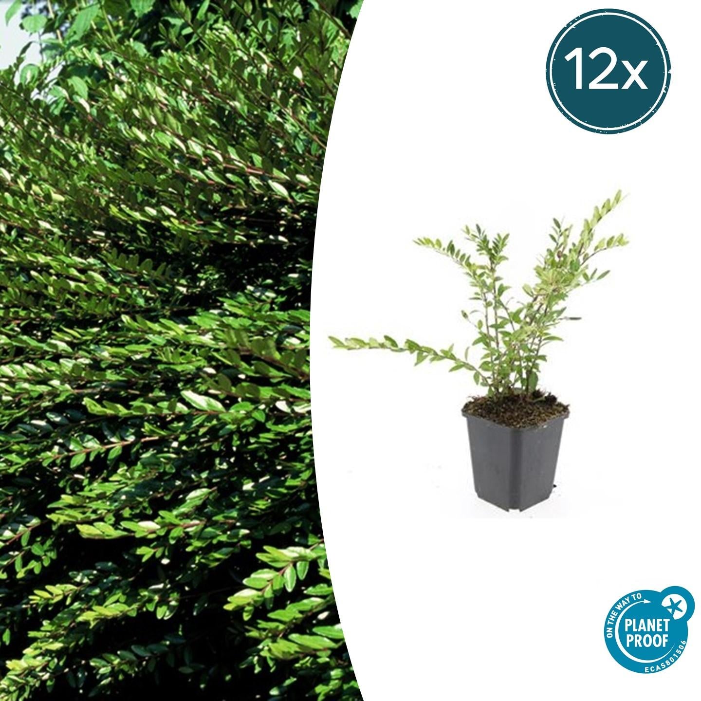 12x Lonicera pileata 'Purple Pearl' – Bodendecker – Pflanzfix24.de - Pflanzfix24.de