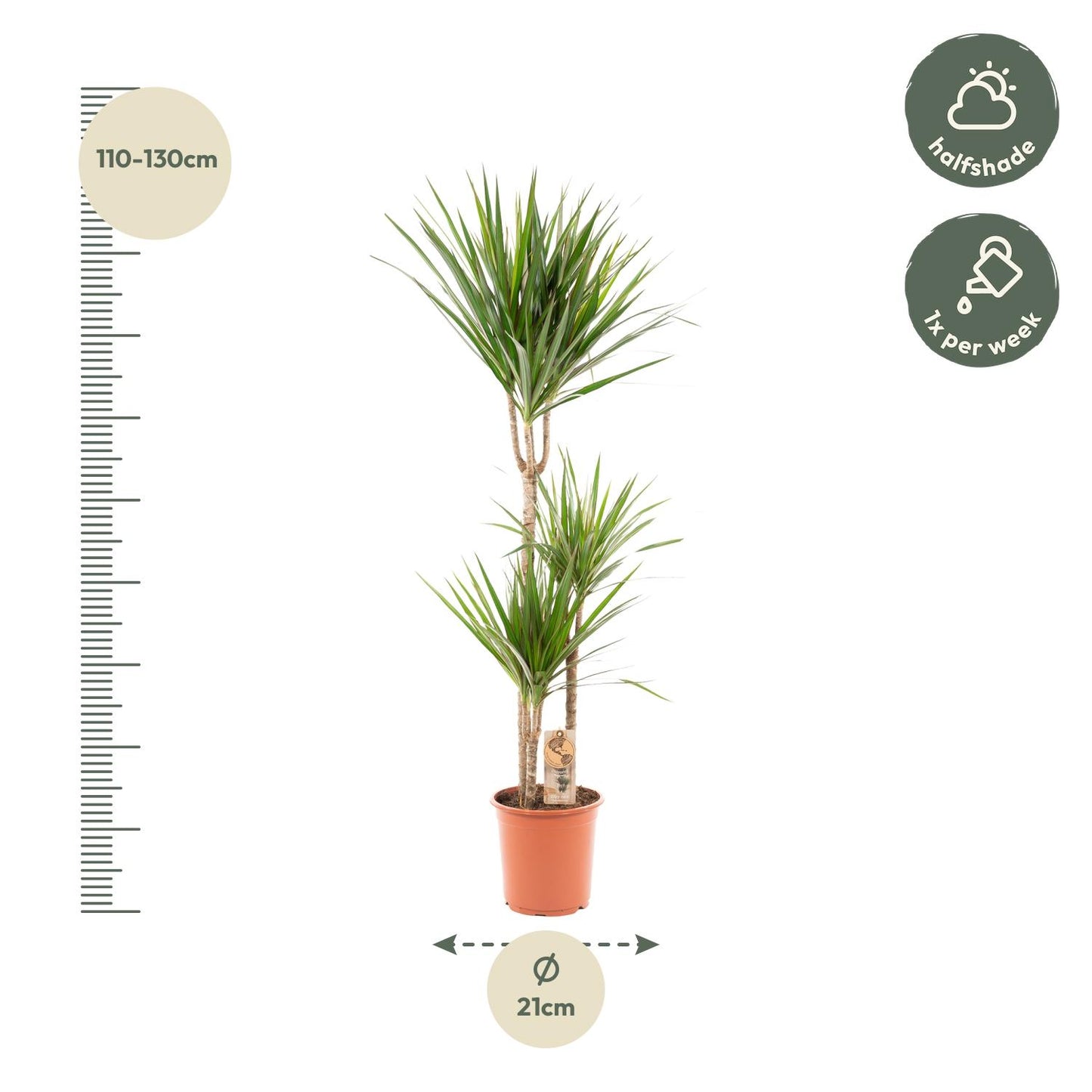 Dracaena Marginata - Ø21cm - ↕120cm - Pflanzfix24.de - Pflanzfix24.de