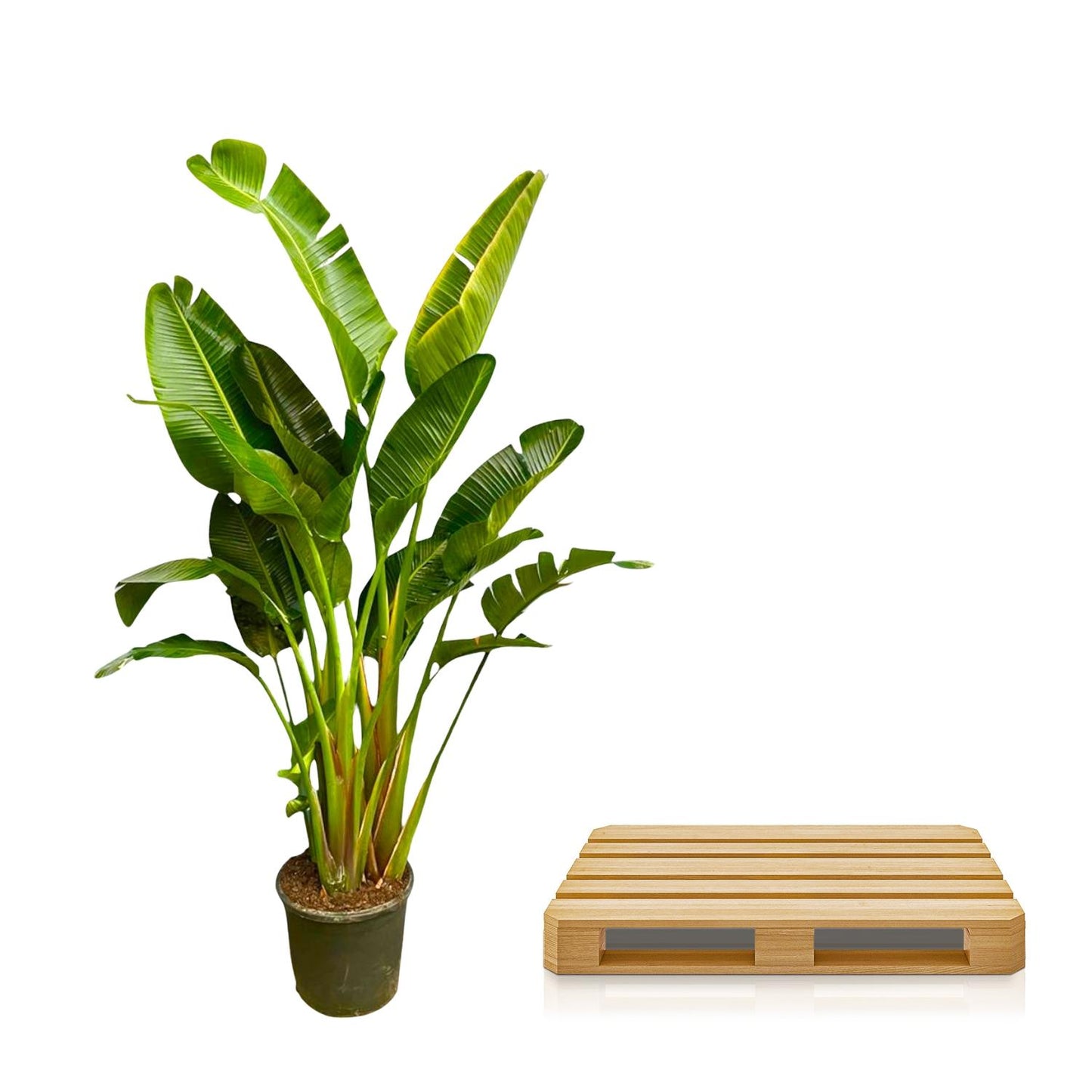 Strelitzia Augusta multi stam XXL 250 cm Ø30-40 – Weiße Paradiesvogel Pflanze | Pflanzfix24