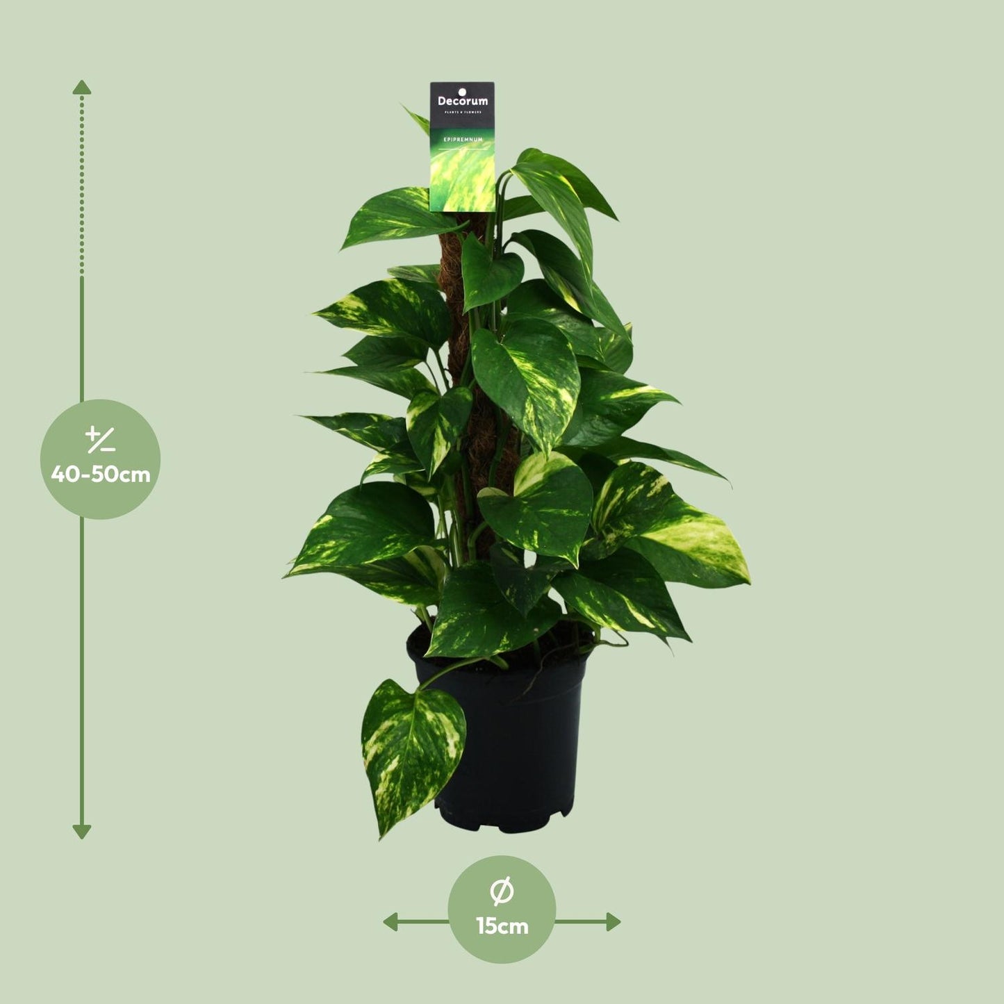 Scindapsus Epipremnum Ø15cm - Zimmerpflanze ca. 50cm - Pflanzfix24.de - Pflanzfix24.de