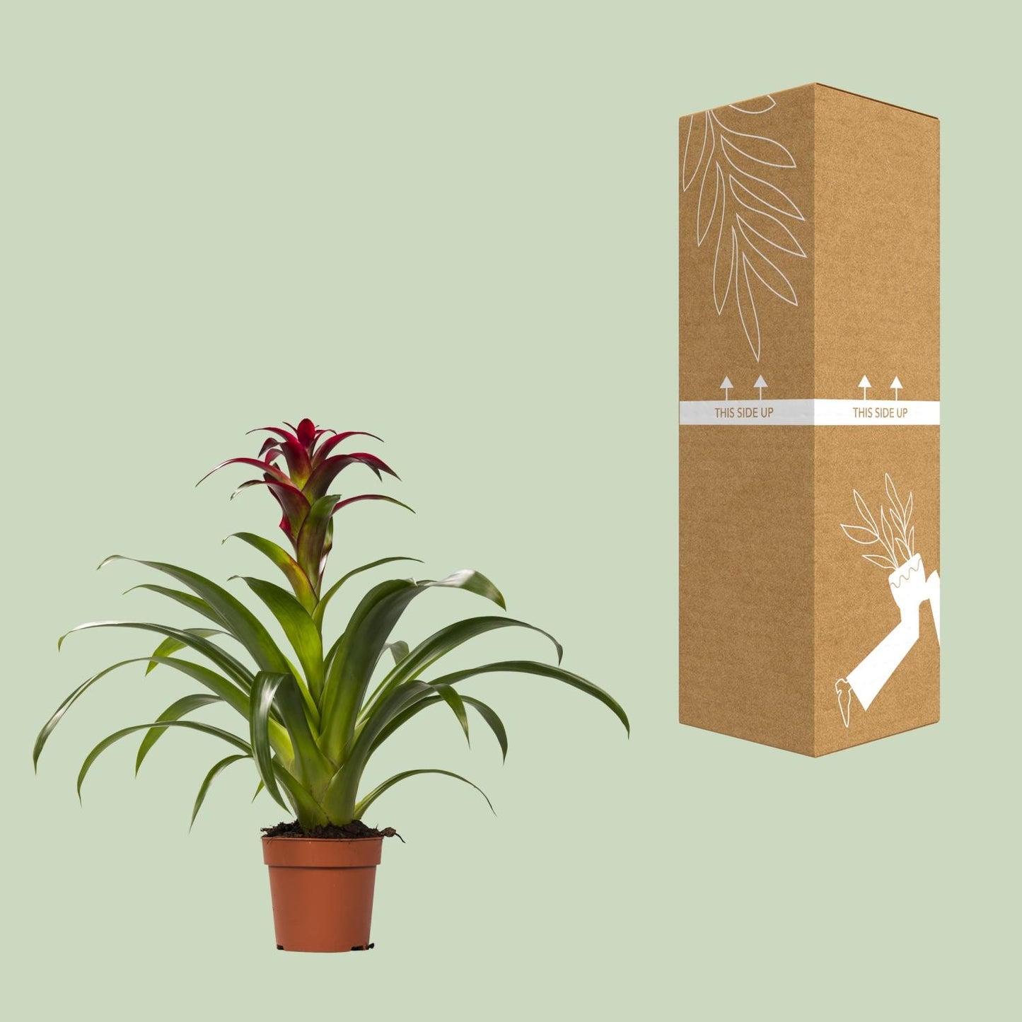 Guzmania Nextara - Ø12 ↕50 bei Pflanzfix24