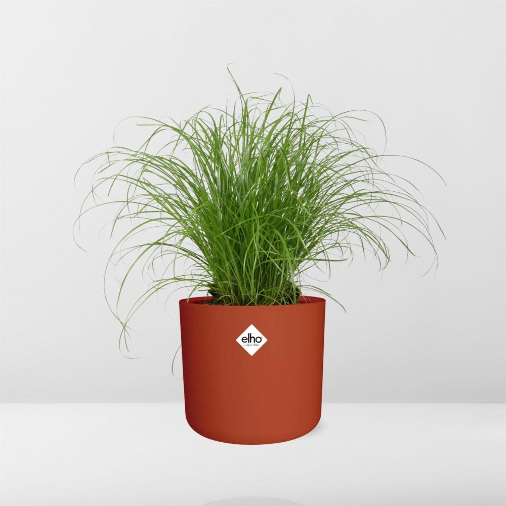 Cyperus Alternifolius Schirmgras Zimmerpflanze - ELHO b.for soft rund 14cm - brique - Pflanzfix24