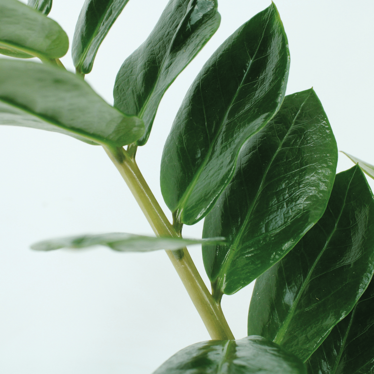 2x Zamioculcas Zamiifolia - Smaragdpalme - 70cm - ø17 - Pflanzfix24