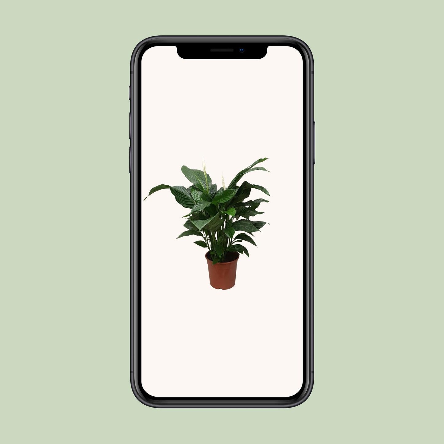 Spathiphyllum Sweet Silvana Ø24cm – elegante Friedenslilie | pflanzfix24.de - Pflanzfix24.de