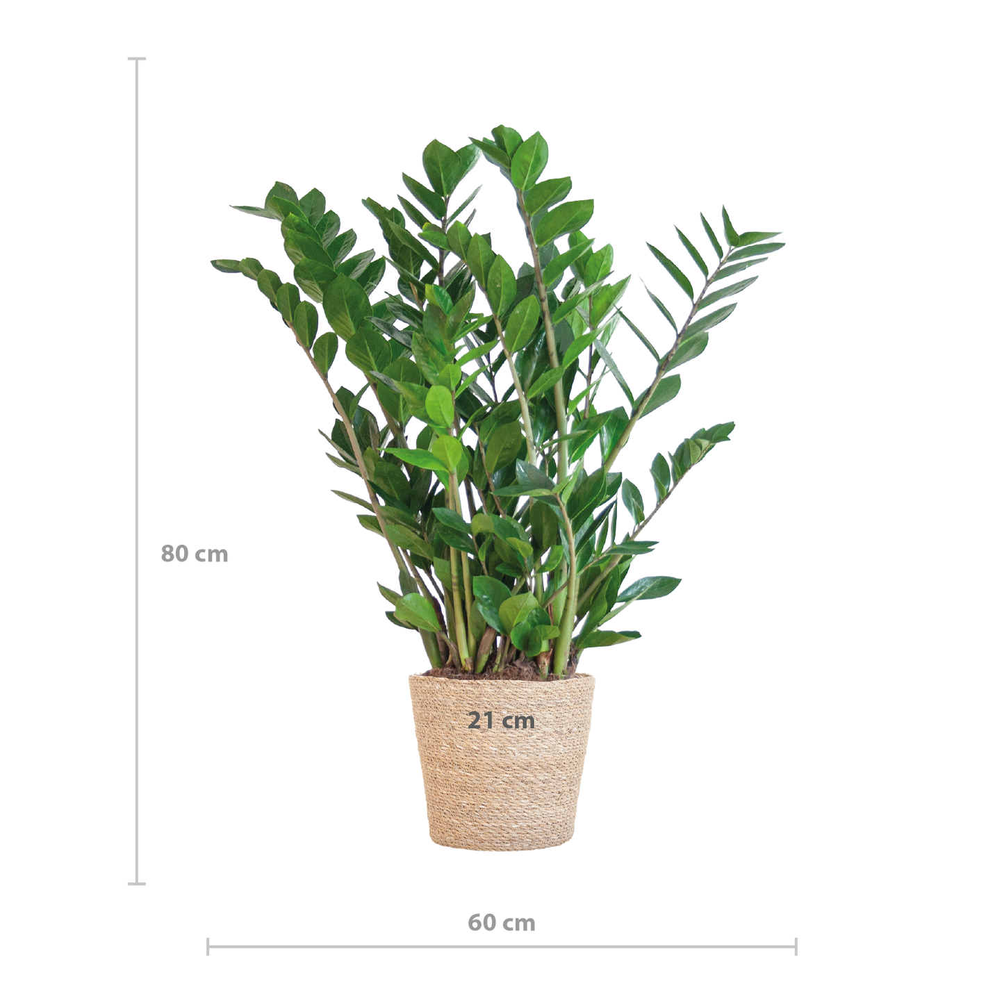 Zamioculcas mit Sofia-Korb Natur 80 cm – Pflanzfix24.de - Pflanzfix24.de