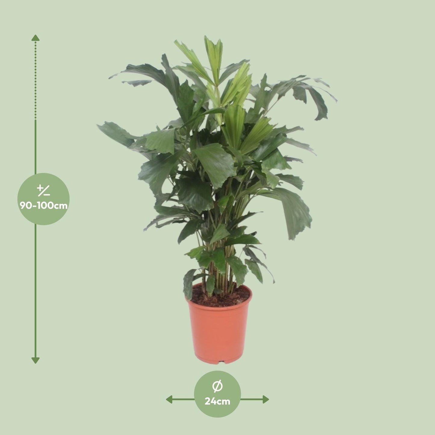 Caryota Mitis - Ø24cm - ↕110cm bei Pflanzfix24.de - Pflanzfix24.de