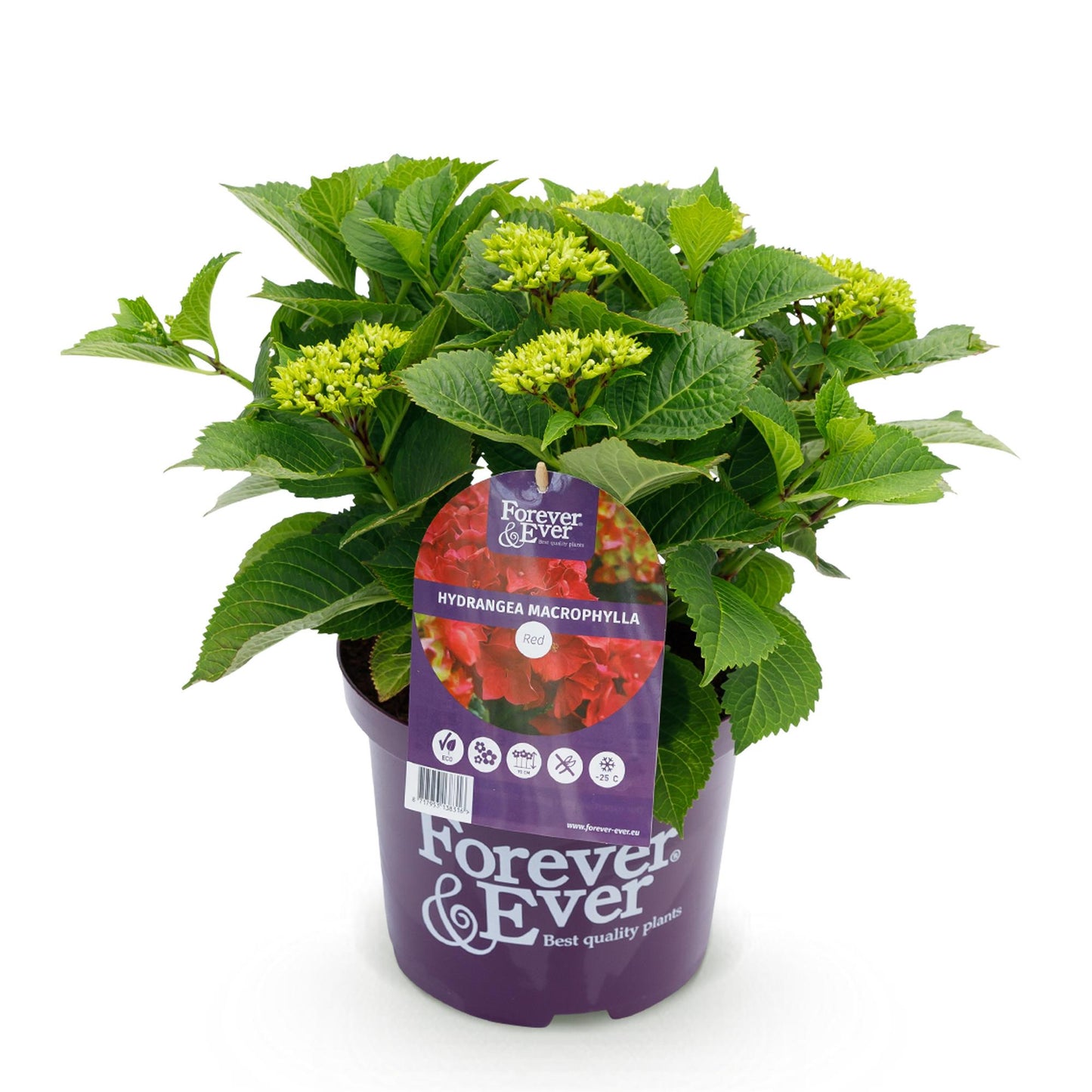 Hortensie Hydrangea Forever & Ever Rot - 7-12 Blumen - Topf 23cm Höhe 55cm - Pflanzfix24.de - Pflanzfix24.de