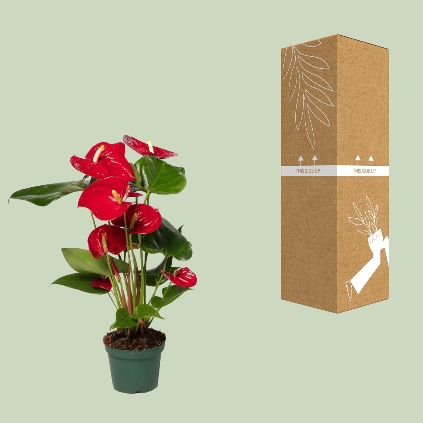 Anthurium Red - Ø17cm - ↕55cm - Ø12cm - ↕40cm - Pflanzfix24.de - Pflanzfix24.de