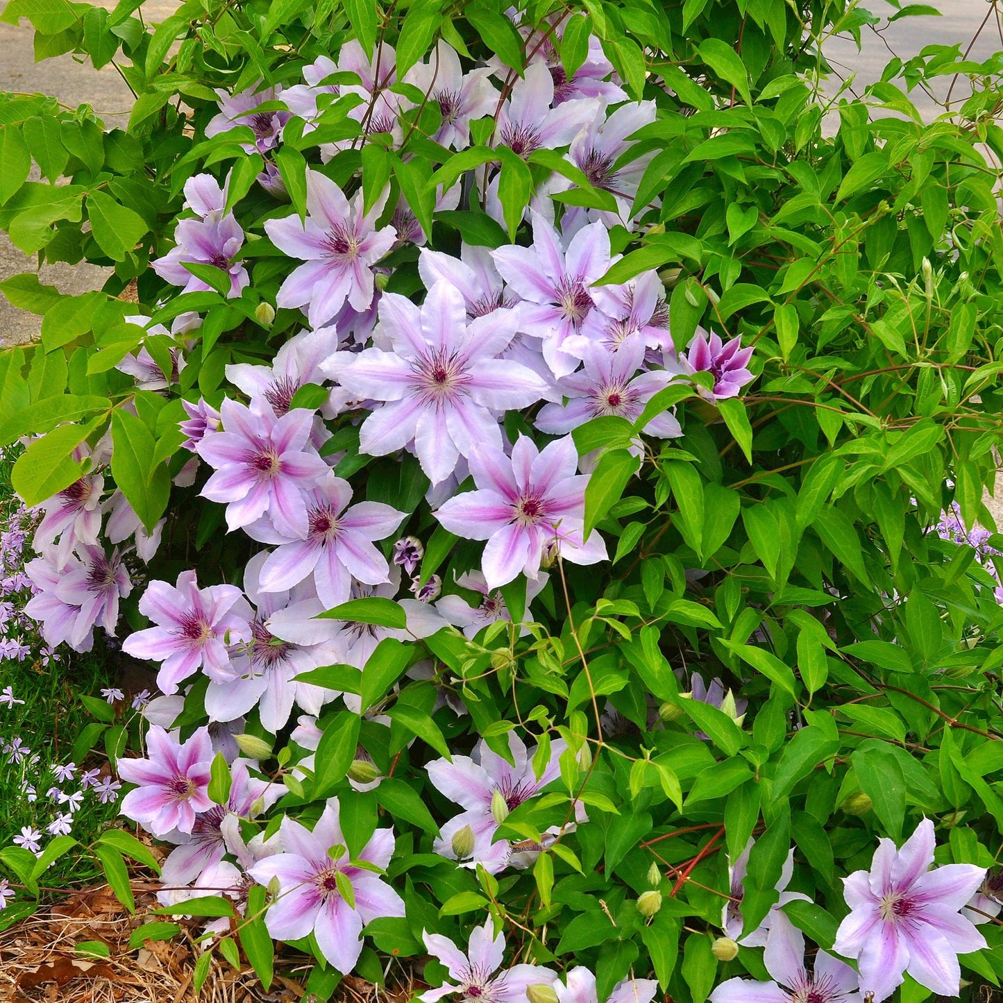 Pflanzfix24.de - Clematis Nelly Moser - 2er Set - Topf 11cm - Pflanzfix24.de