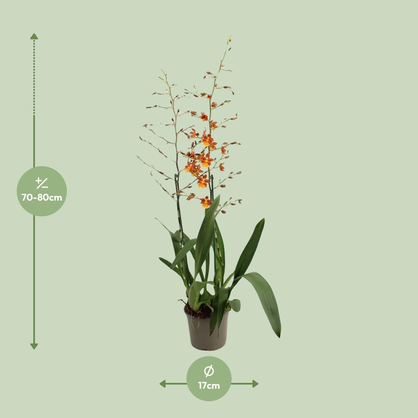 Catatante 2 Tak Toef 17 Cm - Ø17cm - ↕80cm - Pflanzfix24