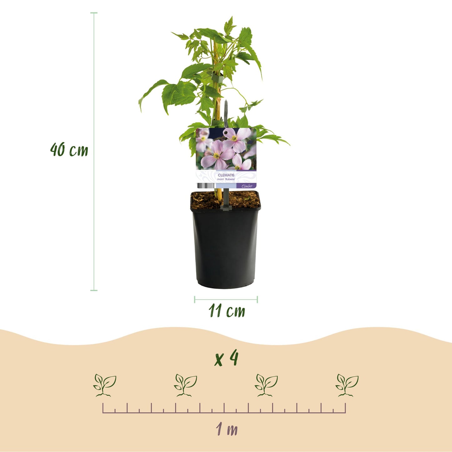 GreenboutiQ - Kletterpflanzen Rainbow - Clematis montana Rubens Hedera helix lonicera Goldflame Campsis madame Galen - Ganzjährig Farbe - 4 Pflanzen - Topf 11cm Höhe 40cm - Pflanzfix24.de