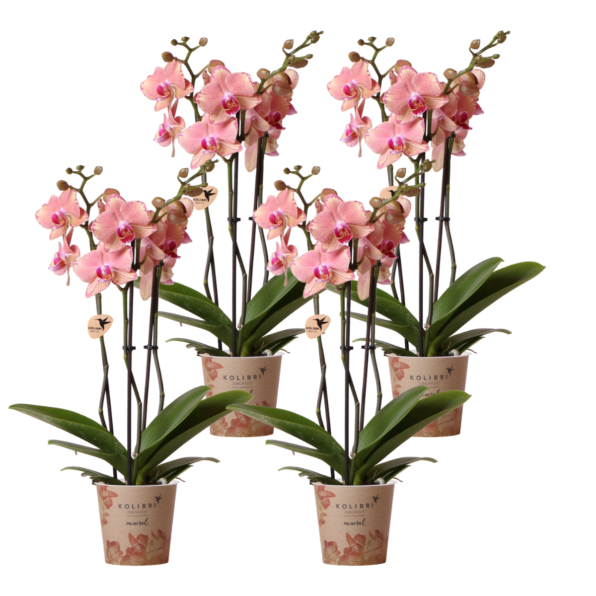 Kolibri Orchideen - KOMBI-ANGEBOT - Pirate Picotee - Pflanzfix24
