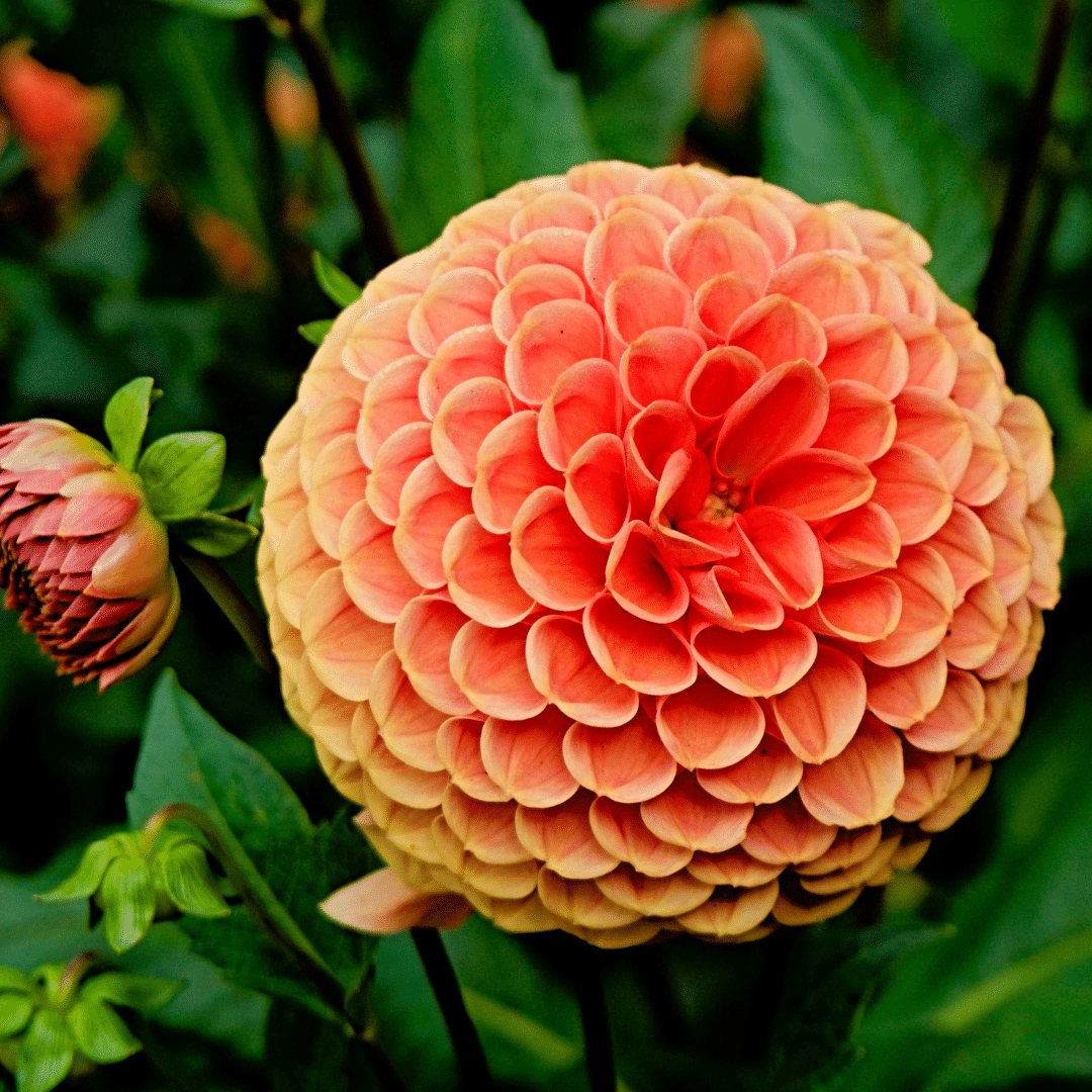 Dahlie Ralphie - Glitzernde Orange Blumen - Pflanzfix24.de - Pflanzfix24.de