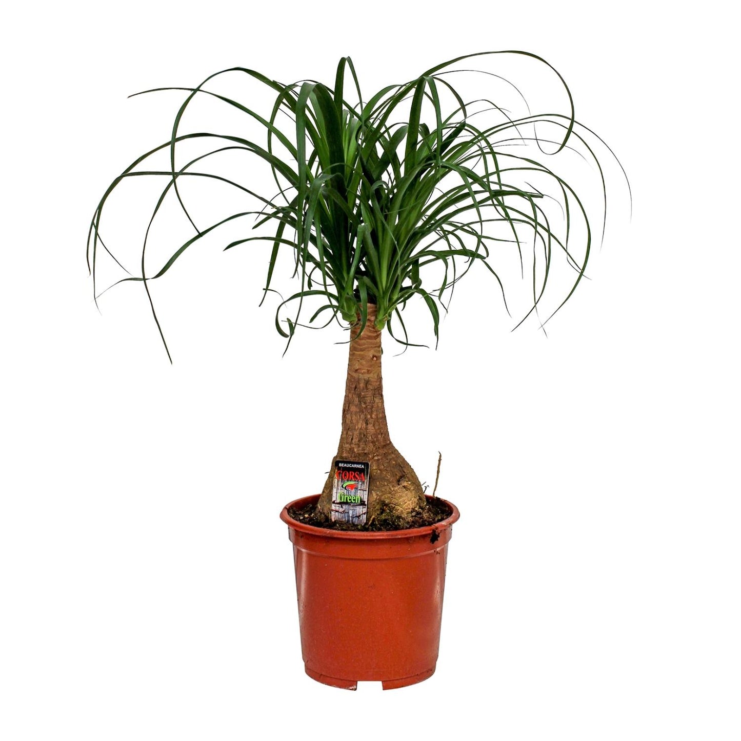 Beaucarnea Nolina - Ø19cm - pflanzfix24