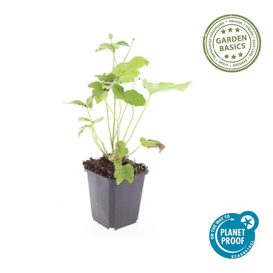 12x Anemone hyb. 'Honorine Jobert' – Herbstanemone – Pflanzfix24.de - Pflanzfix24.de