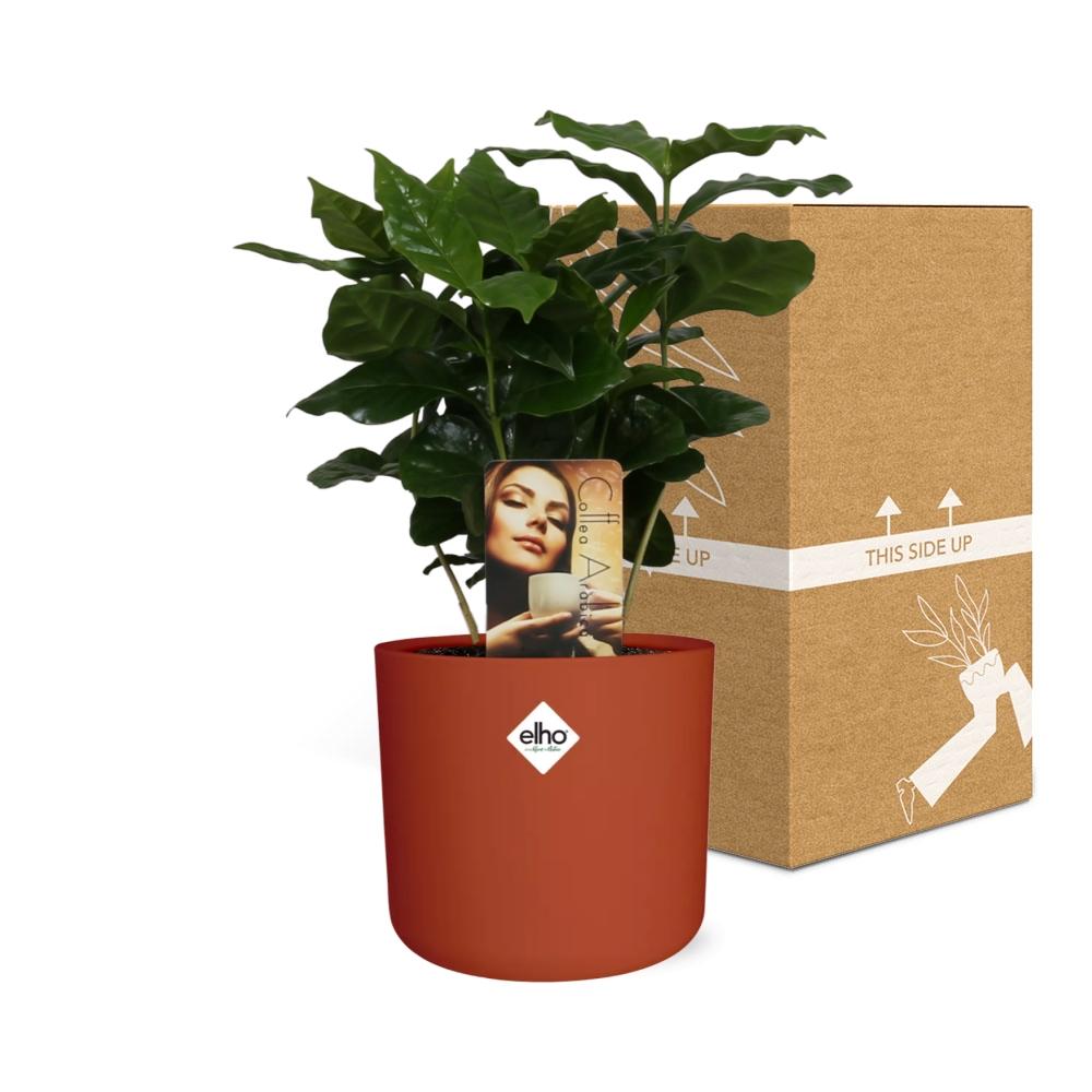 Coffea Arabica in ELHO b.for soft rond 14cm brique - Pflanzfix24
